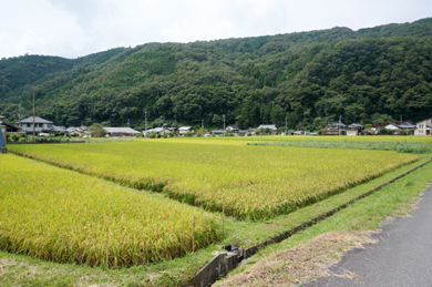 岡山県産コシヒカリ