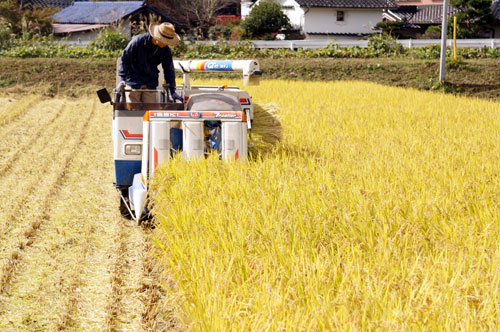 自然栽培米 朝日